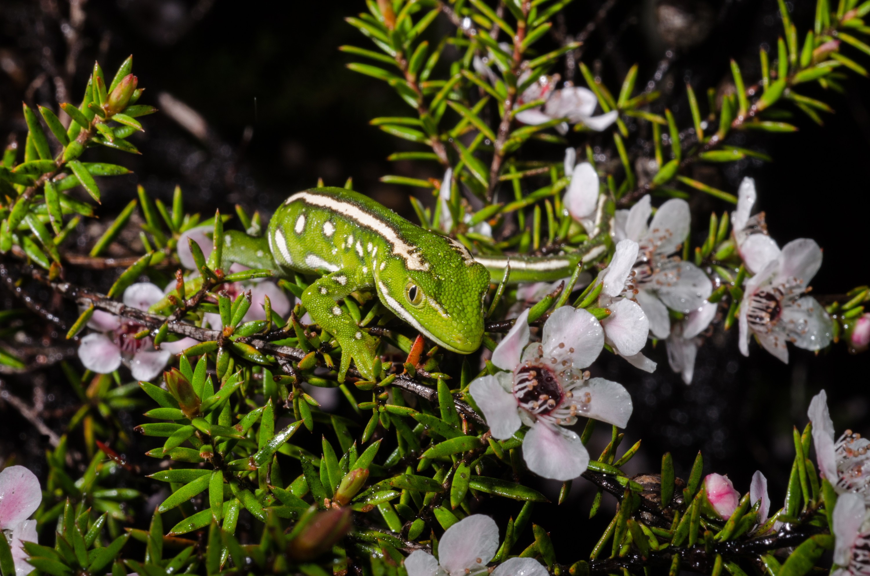 DSC_2170 – Northland, green, gecko, Naultinus, grayii, lizard, far north, north, far, Crispin, reptiles, amphibians, rare, cold, blood, new, new zealand, zealand, nz